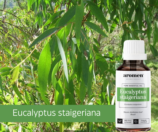 Descoperă beneficiile uleiului esențial Eucalyptus Staigeriana (BIO) de la Aromen®